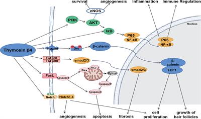 Progress on the Function and Application of Thymosin β4